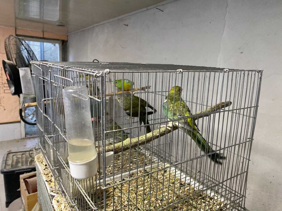 Попугаи певчие, две пары