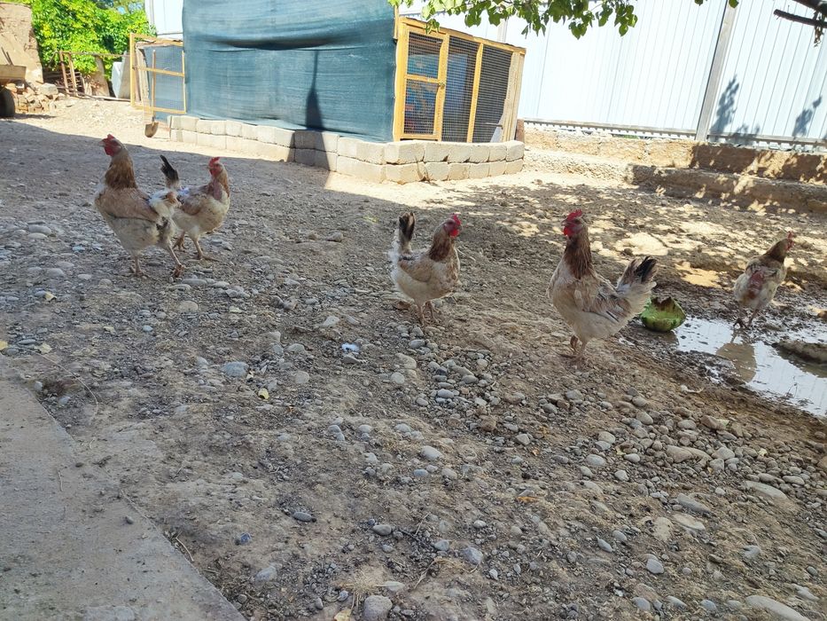 Продам  кур загорская лососьовый