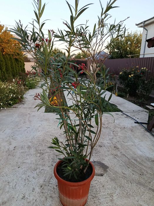 Vand leandru roz  de 2 metri cu 200 lei