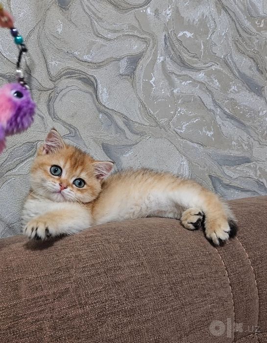 Продаётся котёнок золотая шиншилла