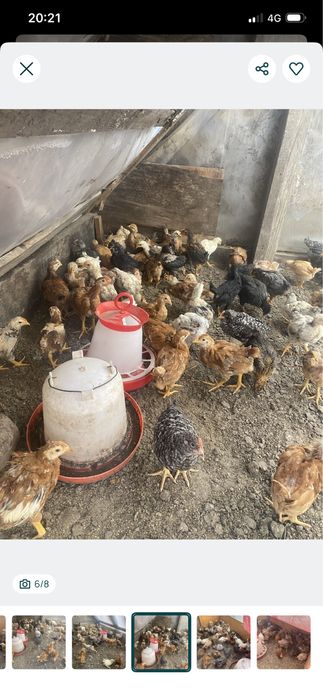 Boboci rata muta si pekin
