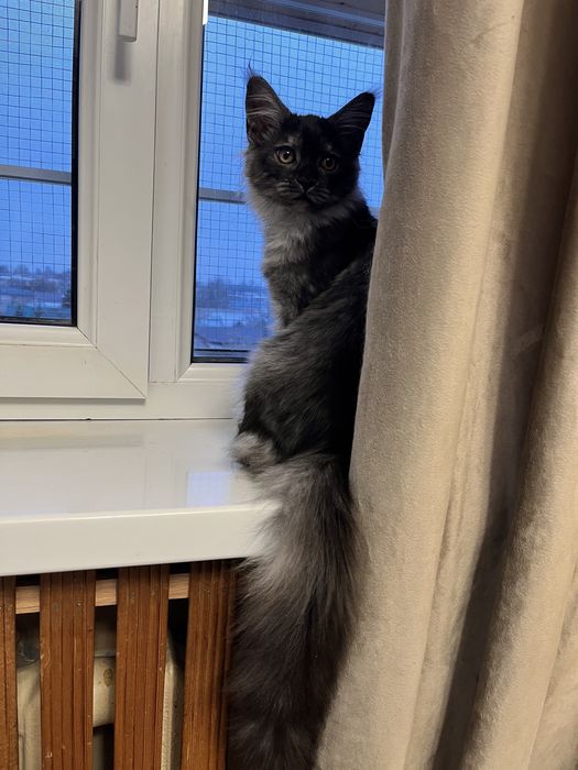 Котята породы Мейн кун классик, клубные с документами.