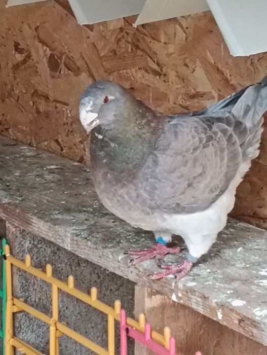 De vânzare trei perechi