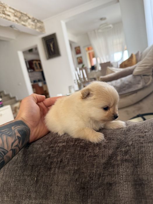 Pomeranian de vanzare