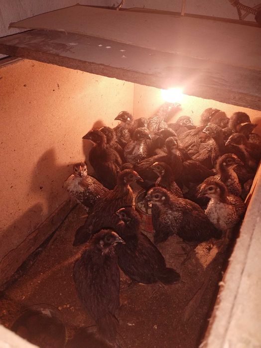 Продавам пилета на различна възраст