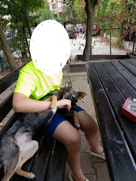 Cățelușă spre adopție
