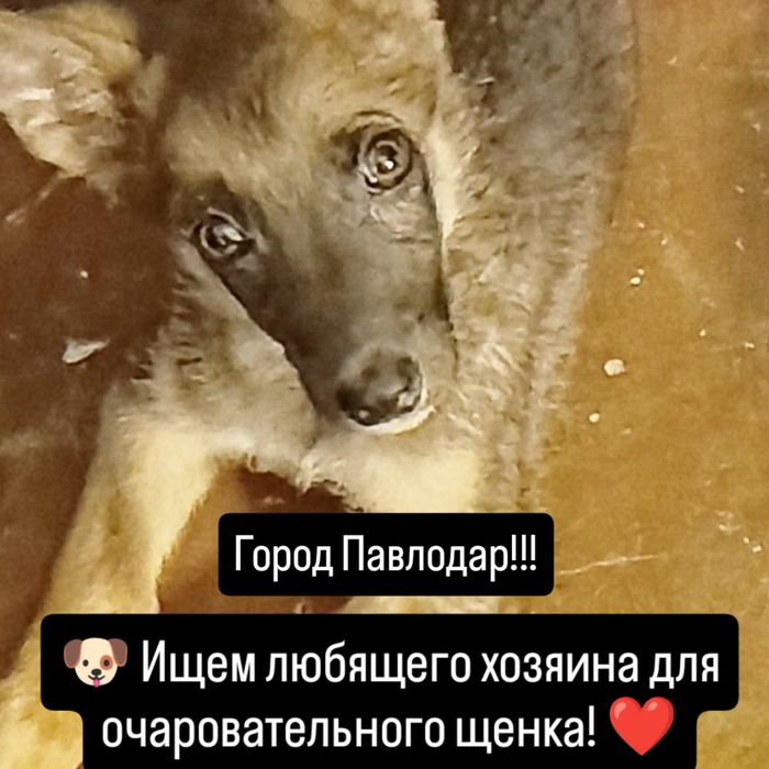Ищем хозяина для щенка