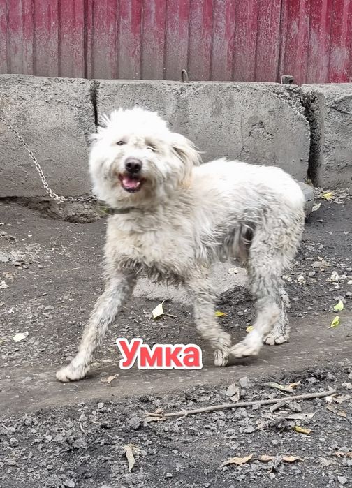 Дарю в добрые и ответственные руки