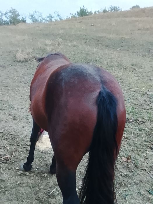 Vând mânză de 2ani foarte blândă