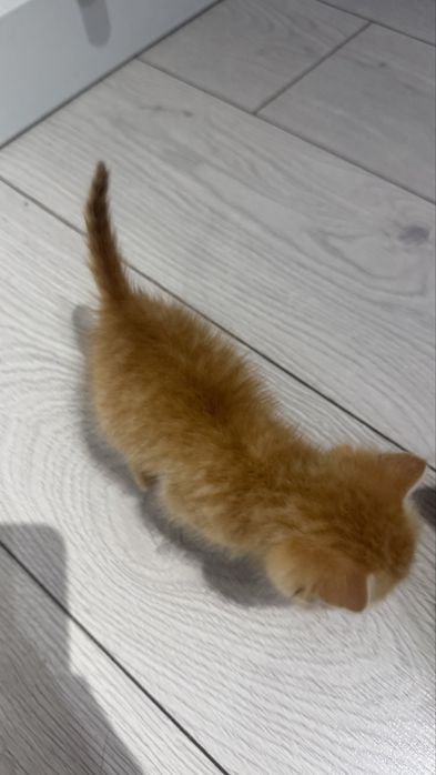 Отдалим котенка ,девочка