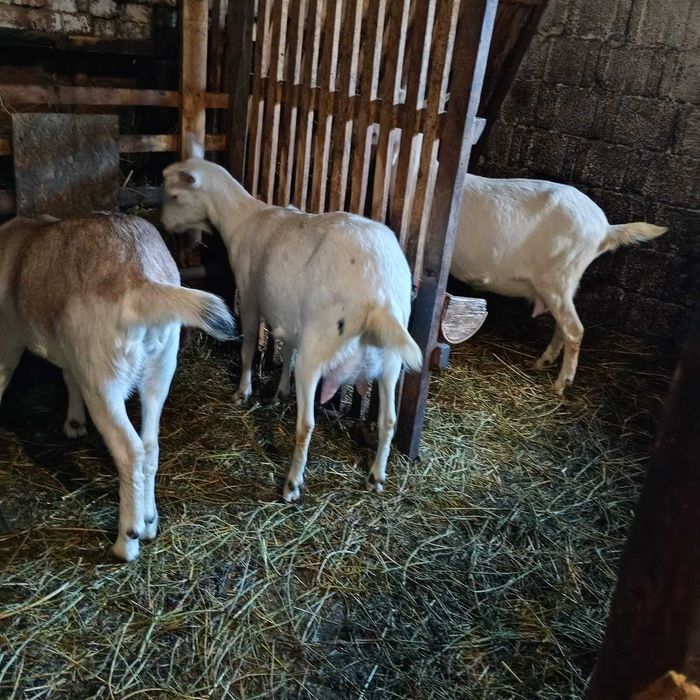 Două capre sanen la prima fătare, un țap anglo-nubian