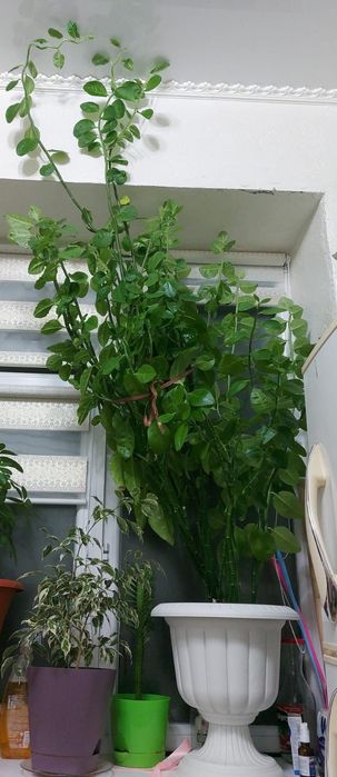 Сатылады 15.000тг