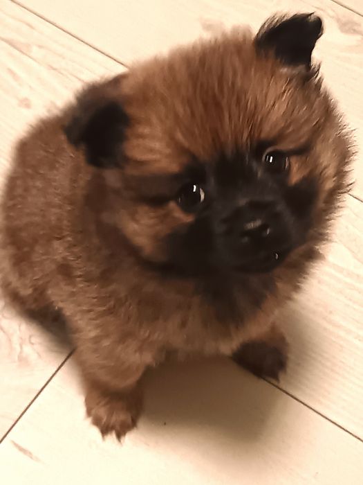 Померан шпиц мъжки