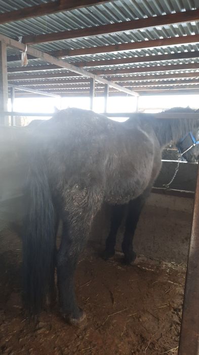 қысыр быйе сатлады