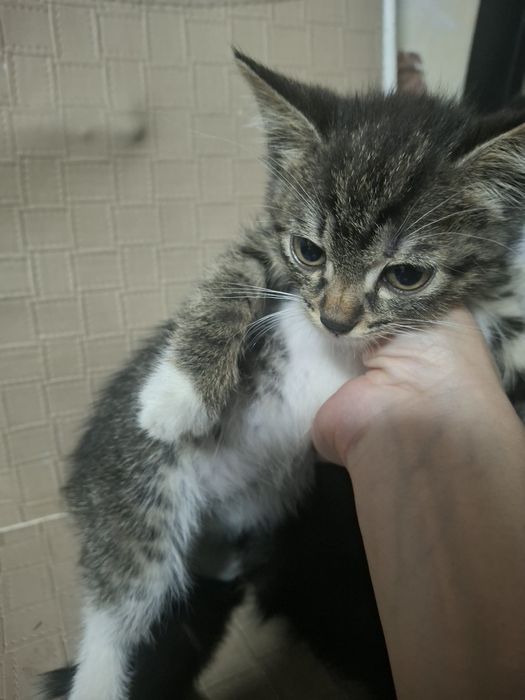 Котята бесплатно