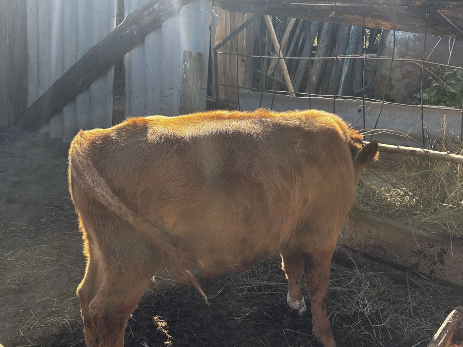 Продам бычков 5-6 месяцев