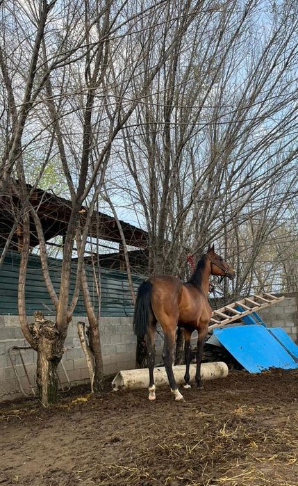 Қаны таза Акалтеке сатылады