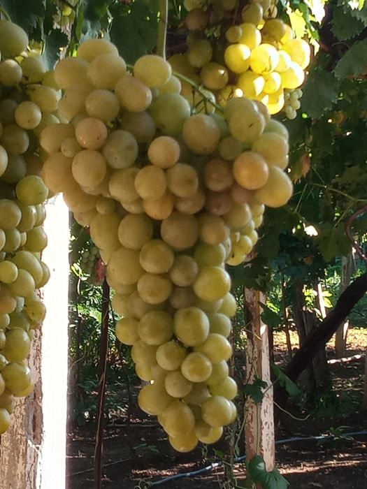 Лозов посадъчен материал