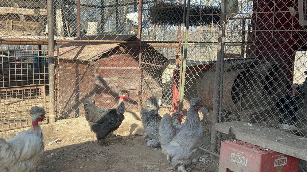 Cocosi si gaini motate, incaltate, gat golas