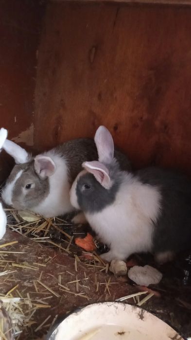 Кролики продаются