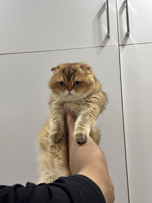 Vyazka uchun kuyovbola Zolotaya shinshilla ny12