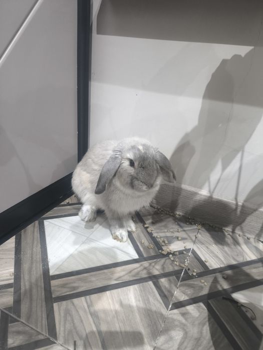 Продам кролика Серева