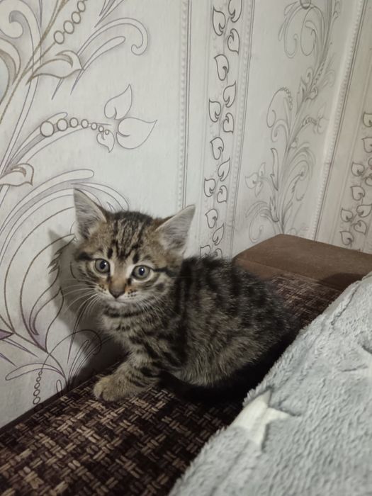 отдам котяток в добрые руки