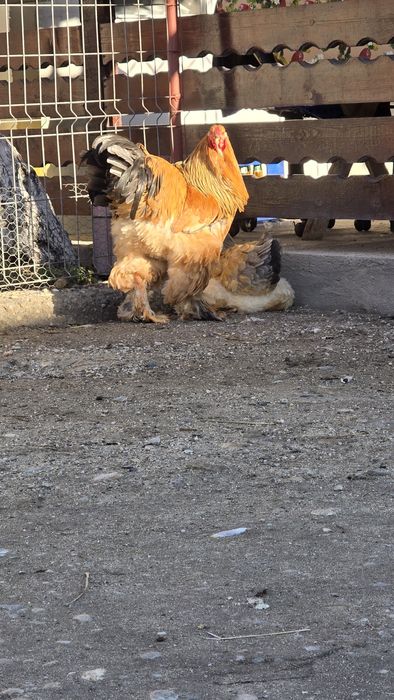 Cocoș Brahma Columbia