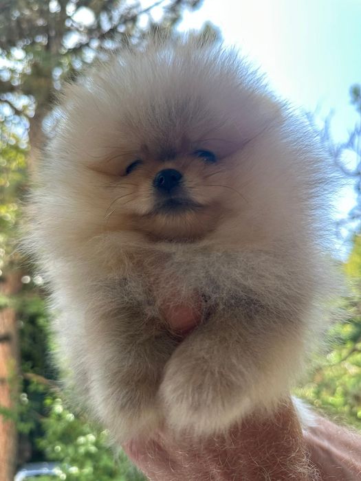 Pomeranian mini toy