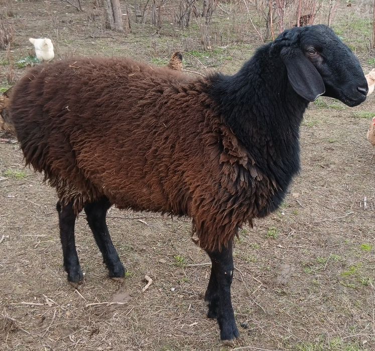 Ұрықтық қошқар сатылады