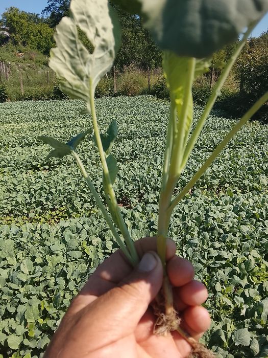 Răsad de varză de toamnă disponibil 40 banii firul