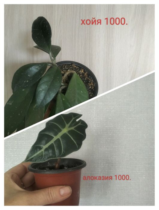Комнатные растения.