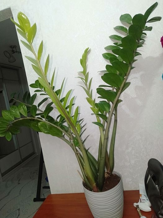 Долларовое дерево сатылады