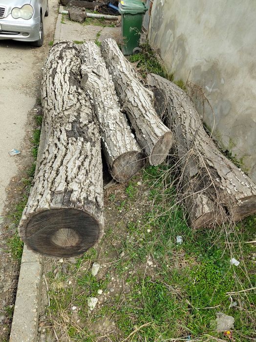 Трупи Дървен материал