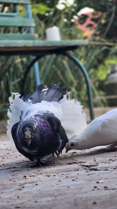 Голуби павлины черные