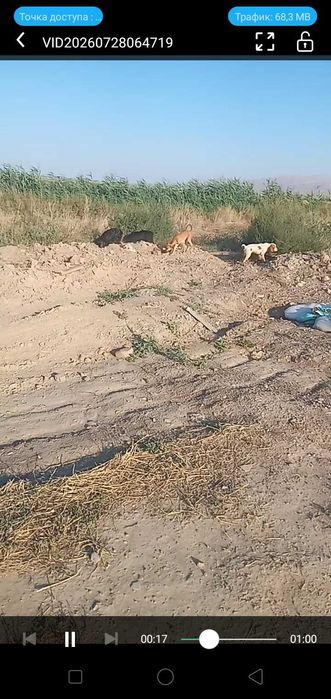 3еркек спаниель 1 ұрғашы тазы
