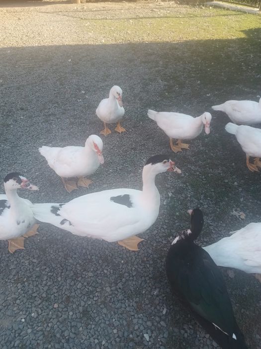 Vand rațe crescute acasa