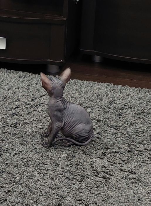 Продаётся котик породы Донского Сфинкса