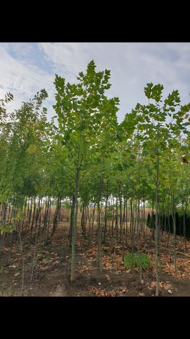 Tuia mesteaca platan si brazi