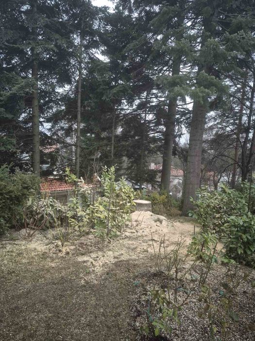 Премахване на опасни дървета • Кастрене • Подръжка • Извозване