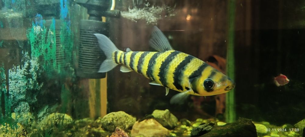 Аквариумная рыбка