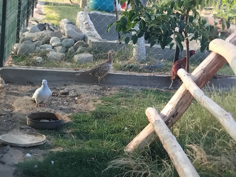 Vând fazani 2 femele și un mascul