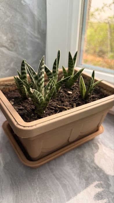 Комнатные растения