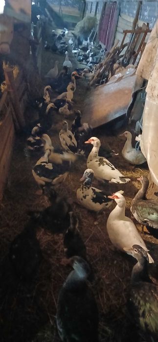 Rațe mute de vânzare, 70 lei bucata