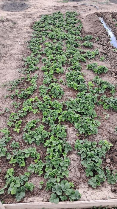 Клубника многоразовая