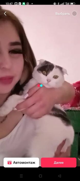 Барсик сарыагаш 1