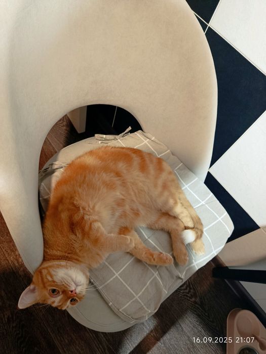 Отдам кота в добрые руки