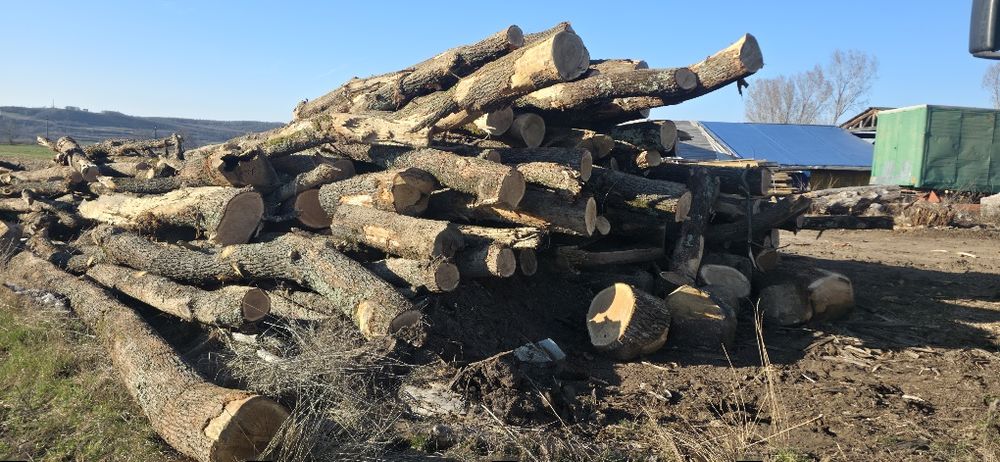 Lemn de foc stejar(bustean) – 400 lei / m³

Vând lemn de foc din **ste