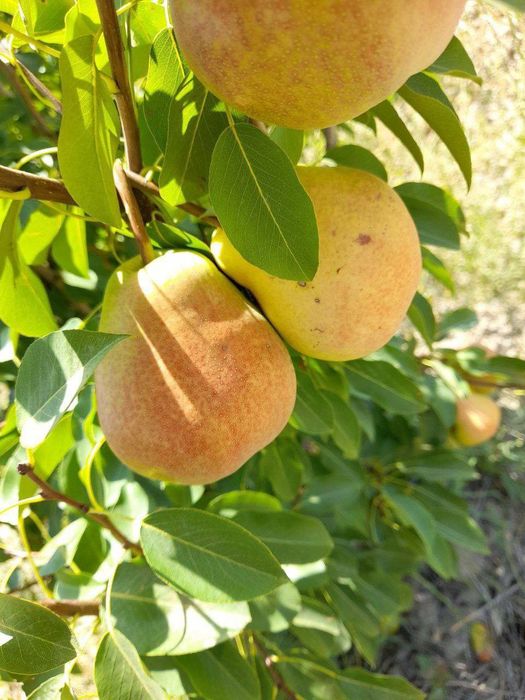 NOK kuchatlarini eng yangi sortlari bor joyidan sveji kovlab beramiz