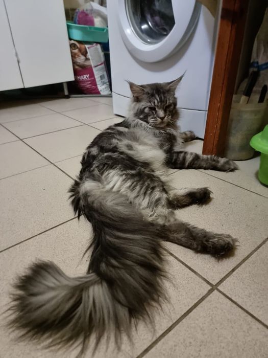 Котята мейнкун продаю